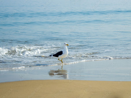 gaivota