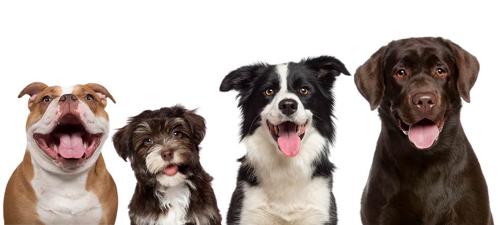 Homepage_-_Dogs-01b_2000x.webp