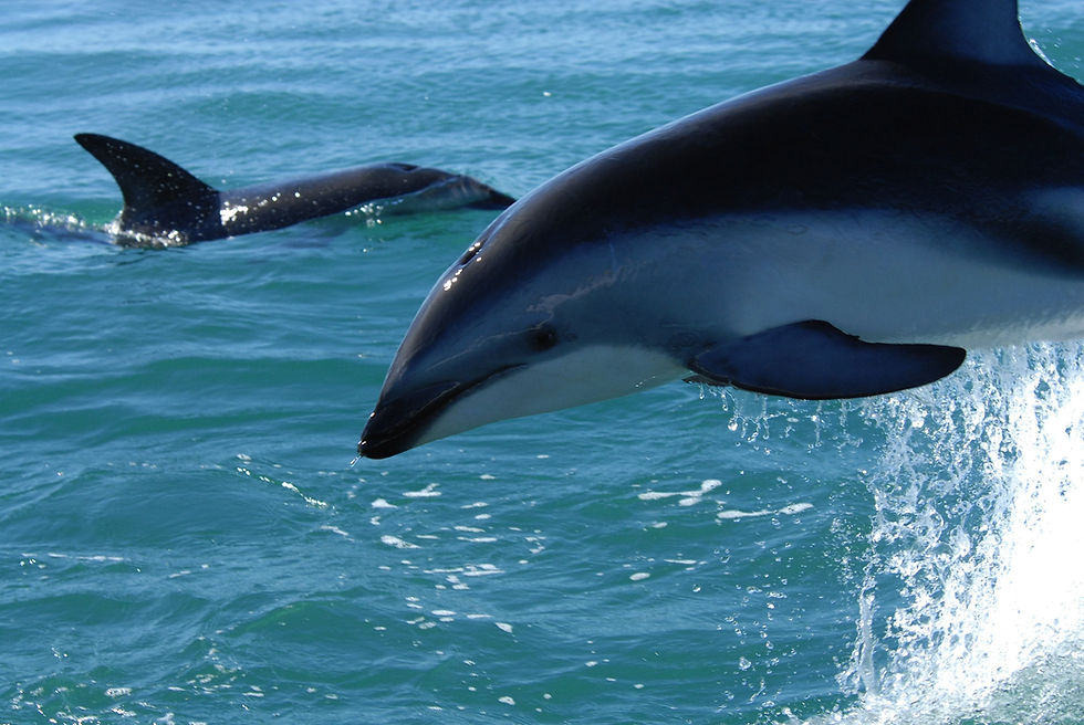 Miniatura: Gibraltar & Dolphin Safari