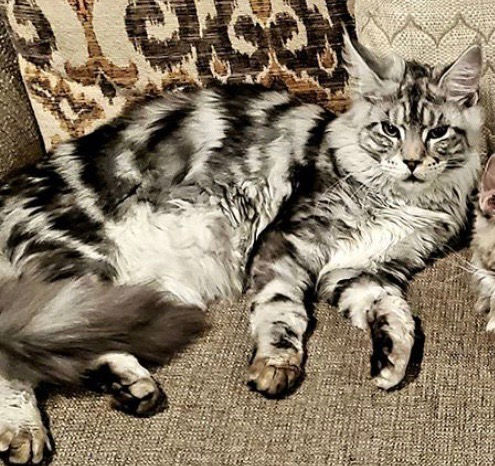 big maine coon cats