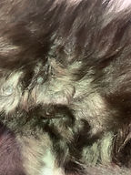 IMG_1194.jpeg