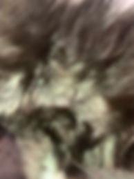 IMG_1194.jpeg