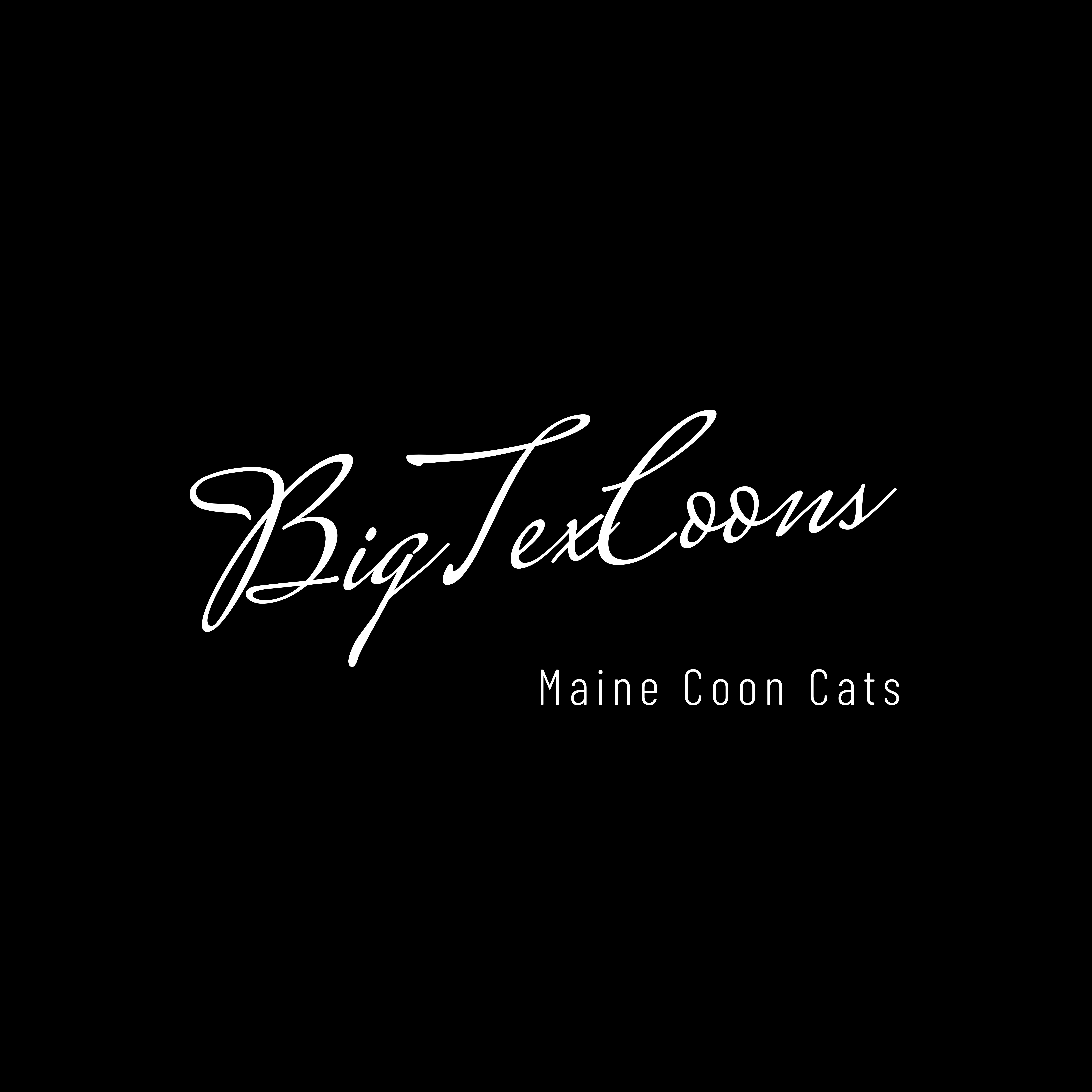 BIGTEXCOONS Maine Coon Cats logo