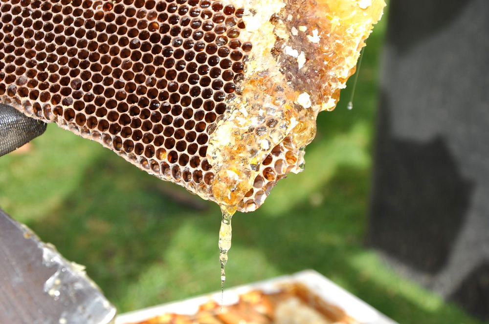 HONIG: Der goldfarbene, süße Genuss aus dem Bienenstock