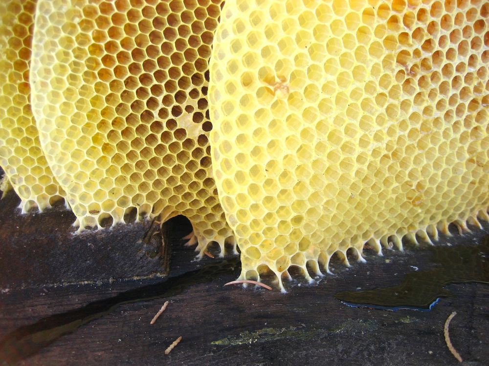 BEESWAX Used in numerous industries for thousands of years a true