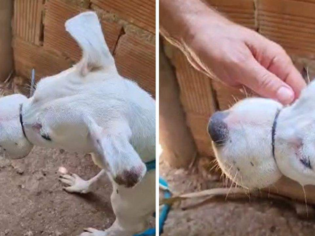 Crueldade: cadela é resgatada com lacre no focinho em Vila Velha