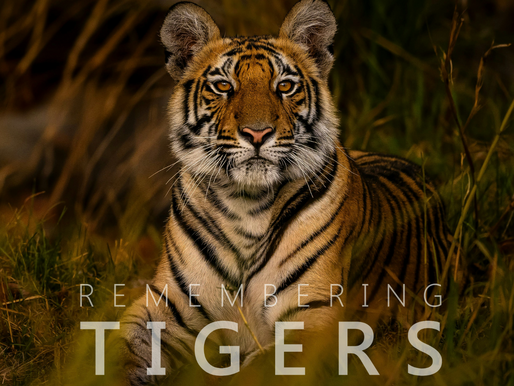Remembering Tigers, By Remembering Wildlife.