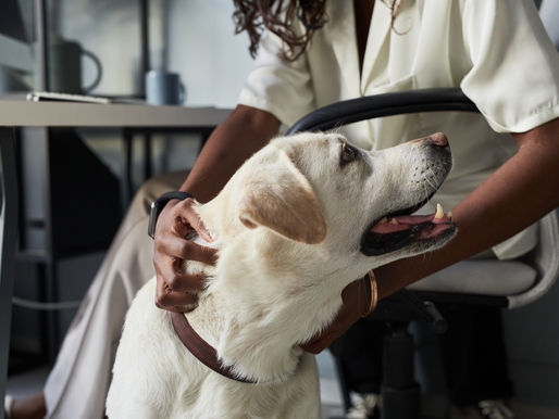 ADD EXCITEMENT TO YOUR WORKDAY BY TAKING YOUR DOG WITH YOU.