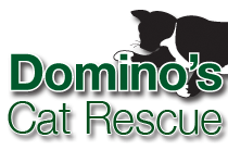 Dominos cat sale rescue