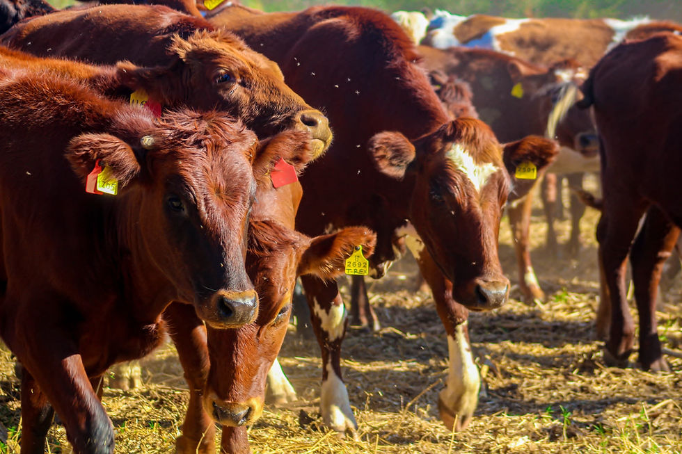 WhatsApp Image 2025-06-13 at 20.46.57_180eb0ee.jpg