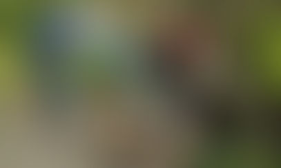 Terwillegar Trimming Trails Thrill: Thursday Night Trail Care Series