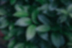 dark-green-leaves-free-photo.jpg