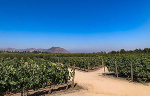 Vinícola Concha Y Toro - Chile (21).jpg