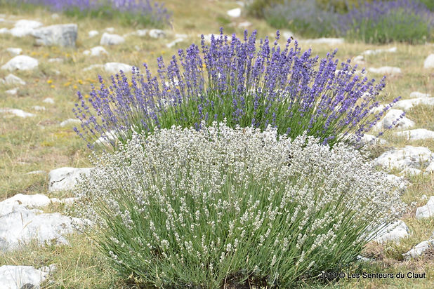 richesse du sauvage.jpg