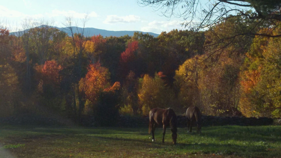 Mt. Monadnock and Grasing Horses