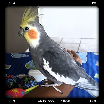 2018-08-12 17.05.11.jpg