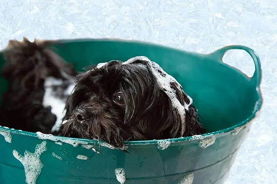 Comment Prendre Soin De Son Chien Toilettage Nettoyage