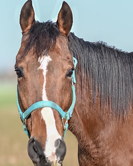 Gelding