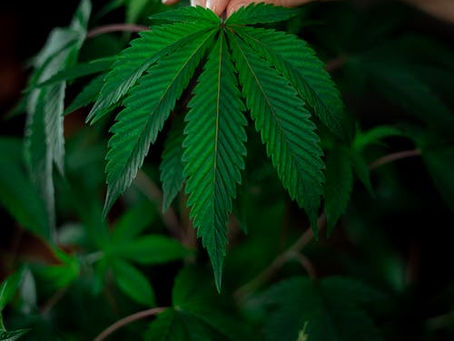 Legalización de la Marihuana en Virginia