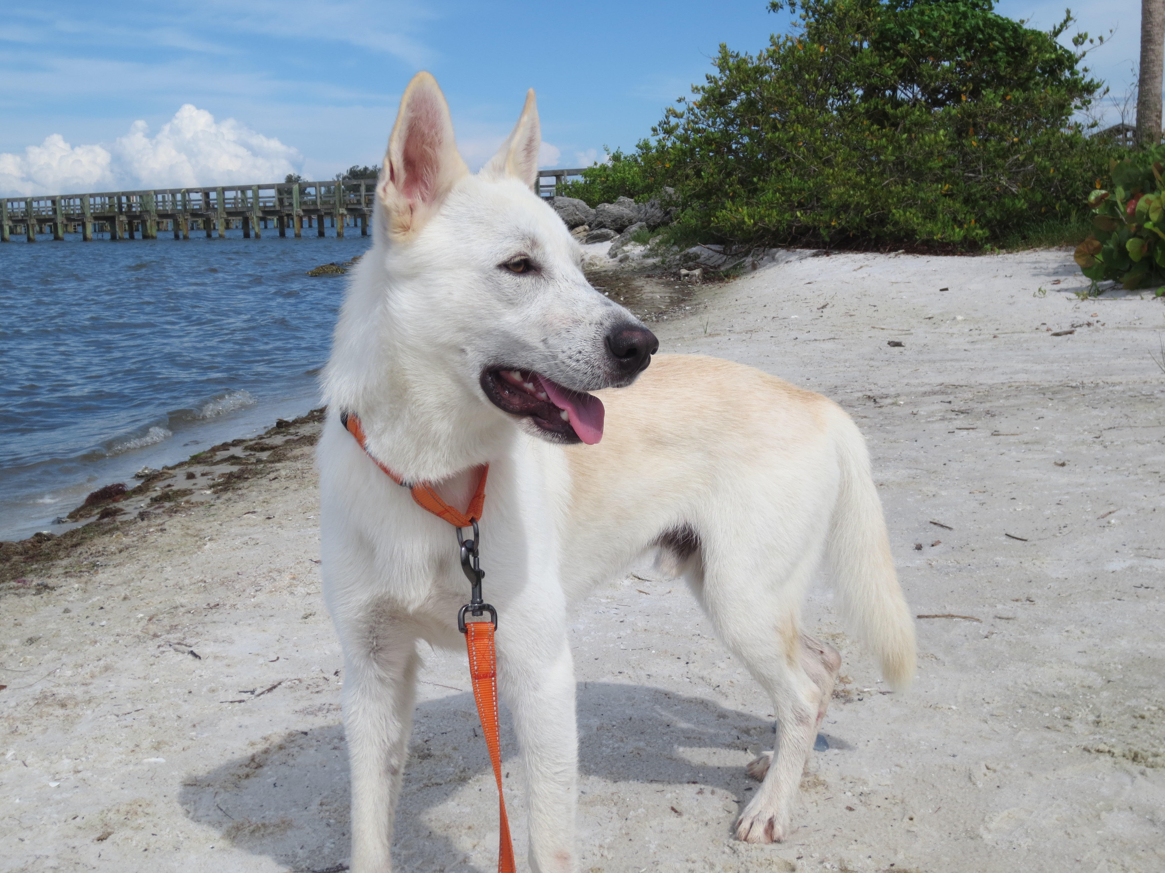 Echo Dogs White Shepherd Rescue