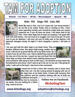 Tam Adoption Flyer 6-13-26