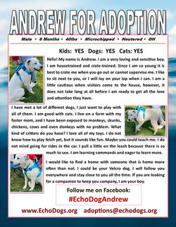 Andrew Adoption Flyer 5-5-26