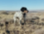Finn, 10 months old, in the sage brush