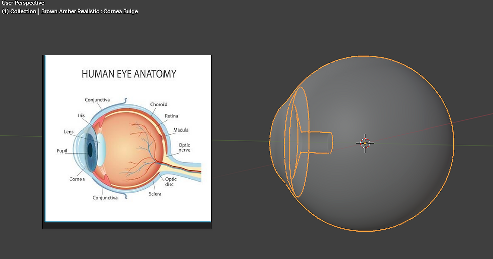 Understanding-Human-Eye-Anatomy-and-Movement