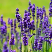 lavender-