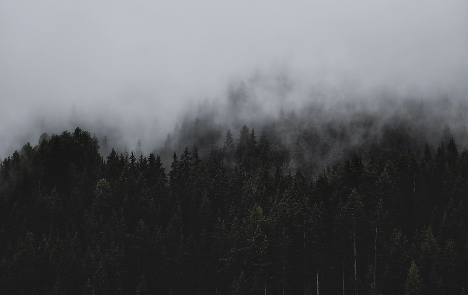 BOSQUE.png