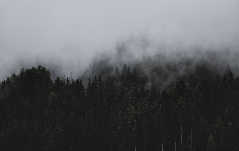 BOSQUE.png