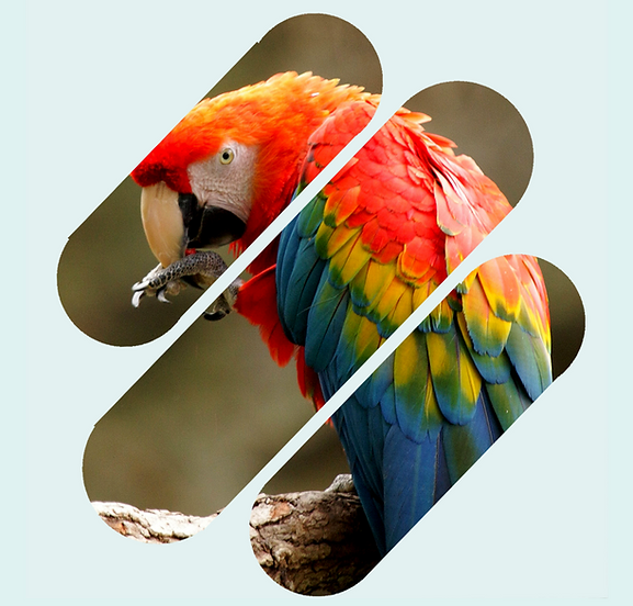 RIO AMAZONAS