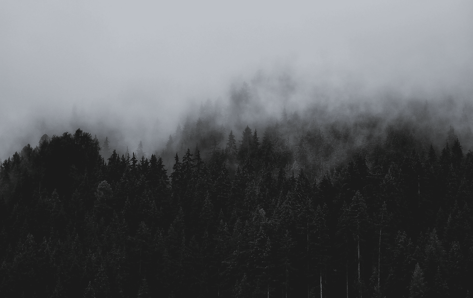 bosque de peru
