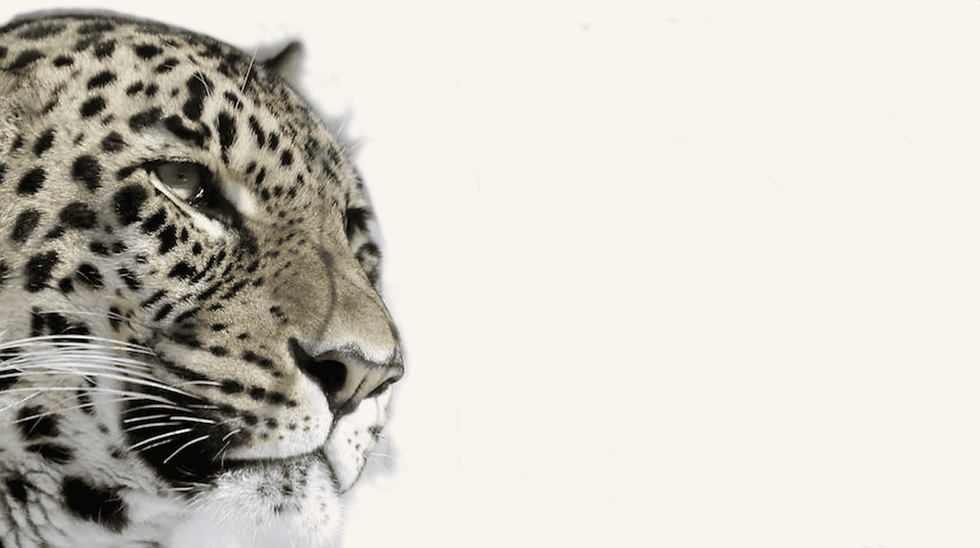 fondo jaguar