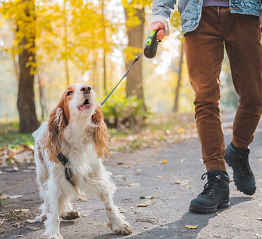 Wix service image - reactive dog.jpg