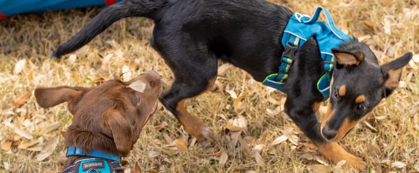 A brown mix breed puppy chases a black and tan mixed breed puppy playfully in an outdoor play yard, next to a blue agility tunnel.