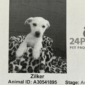 Shelter pup