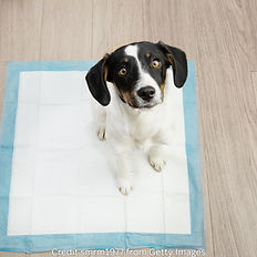 Puppy on potty pad