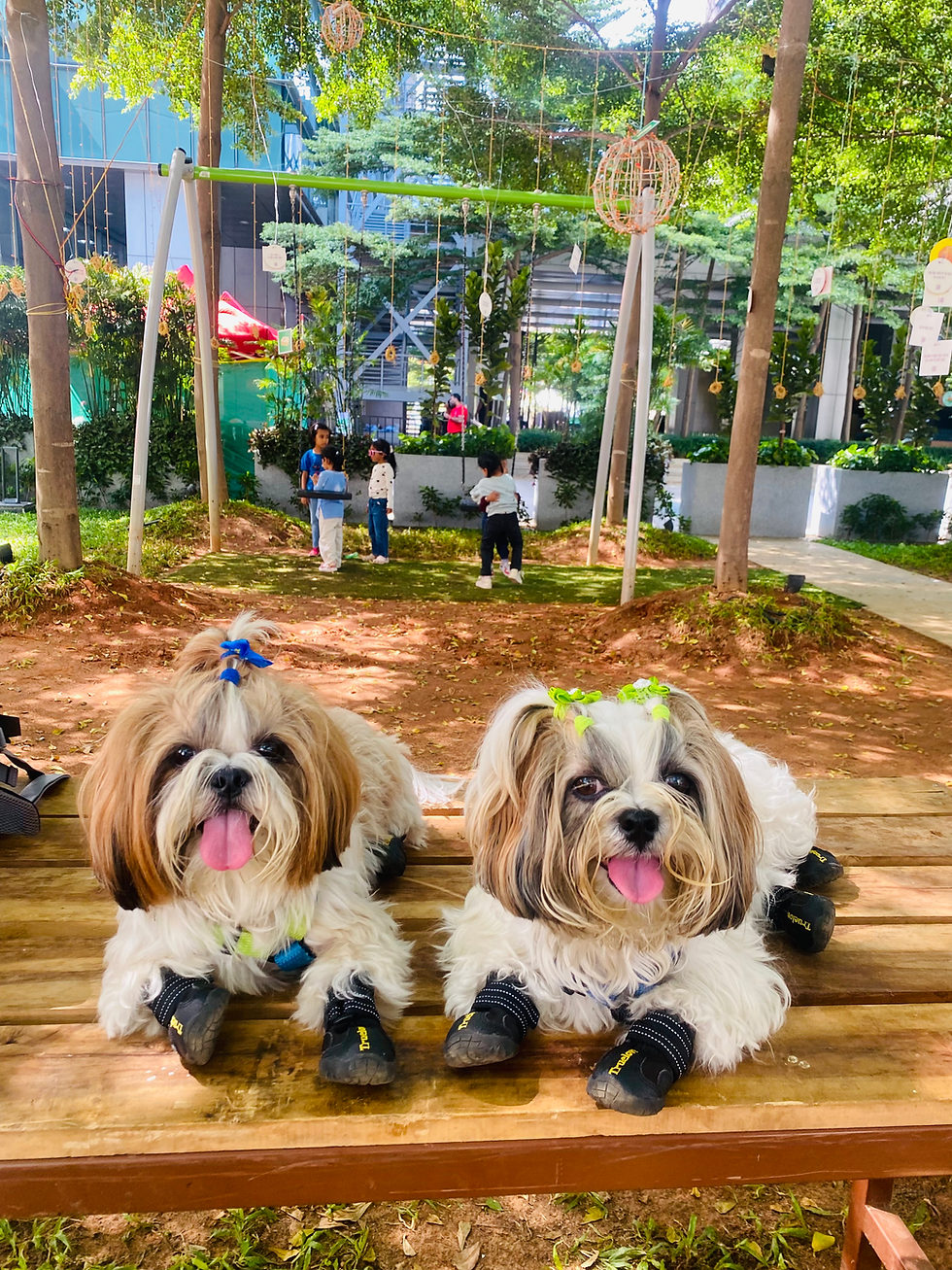 Shih Tzus in India