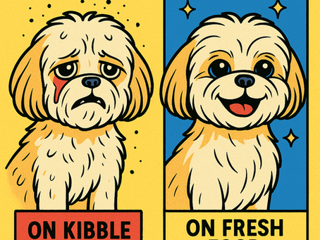 Dog on Kibble vs Fresh Food