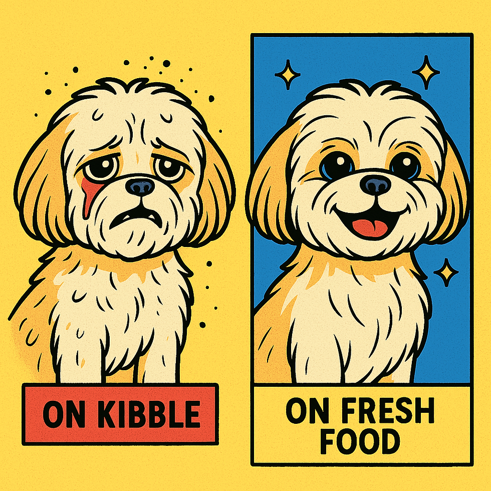 Dog on Kibble vs Fresh Food