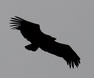 rapaces séjour pêche en Estrémadure 