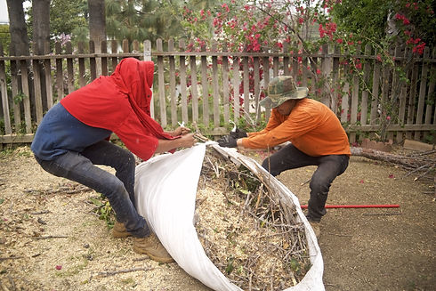 Workers in California collect rubbish and sawdust to clean up a tree trimming job,.jpg