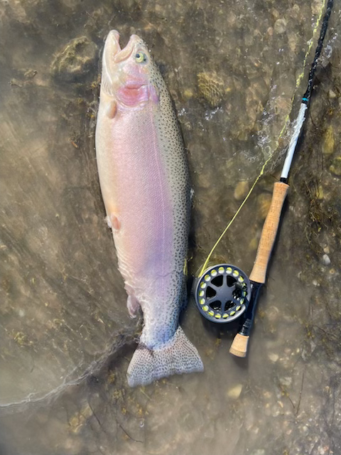 A beautiful fish displayed next to a fly rod.