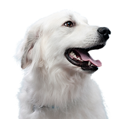 formation chien, formation chat, formation acaced, formation métiers animaliers