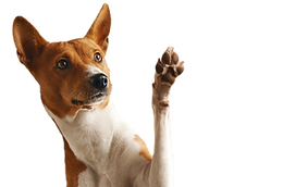 formation acaced, acaced, acaced chien, formation animalier, certificat de capacité pour animaux domestiques, devenir éleveur