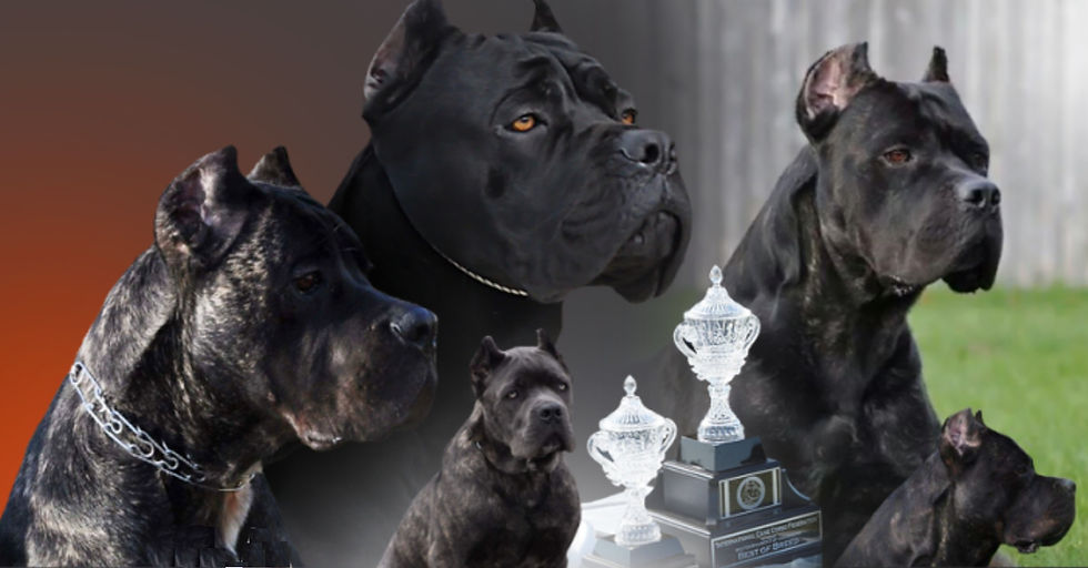Champion Cane Corso Breeder Boston Massachusetts Cane Corso Pups