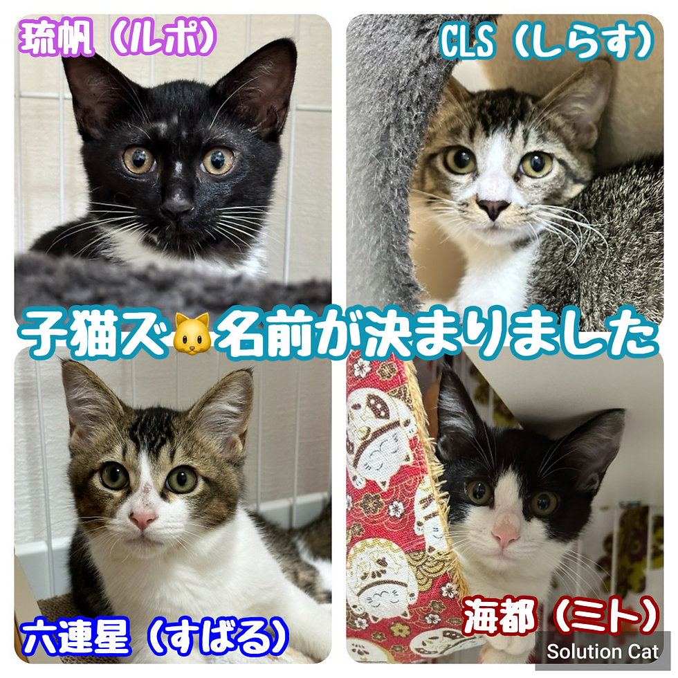 【遅くなりましたが】仔猫ズの名前が決まりました【夜露死苦】