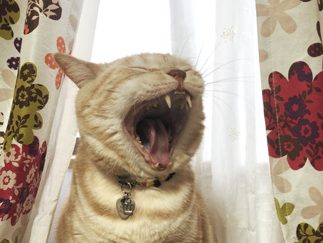 ねこにすと 立て続けに展示決定!!( ;∀;)
