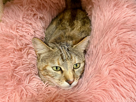 保護猫ミラについて 8/1現在の現状